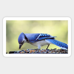 Bluejay Sticker